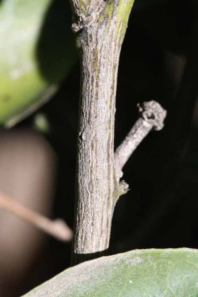              Second - third year twig (Riverside, CA)       